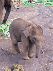 3 month old baby male at the Patara Elephant Farm in Chiang Mai, Thailand